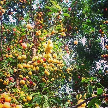 Εξοχικό σπίτι Colombera *